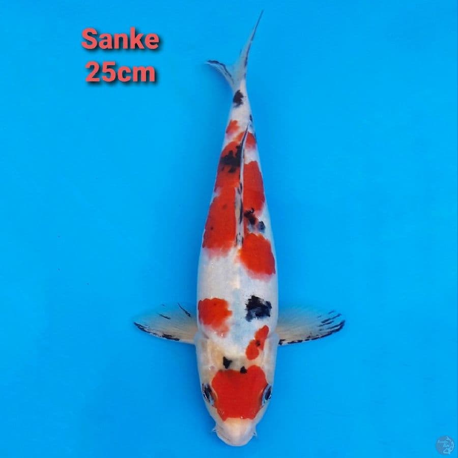 Sanke 25cm STRONG
