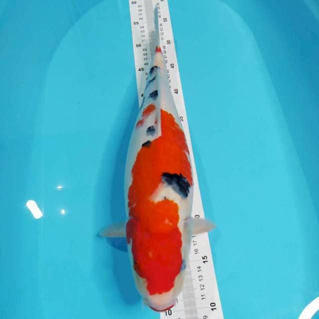 SANKE BULKY 44CM ⭐⭐⭐⭐