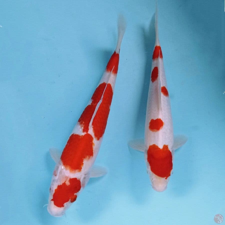 paket kohaku, 29-32 cm
