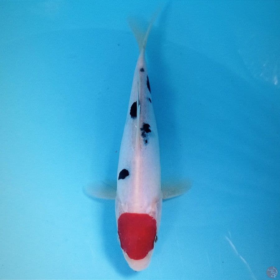 tancho sanke doitsu, 17 cm