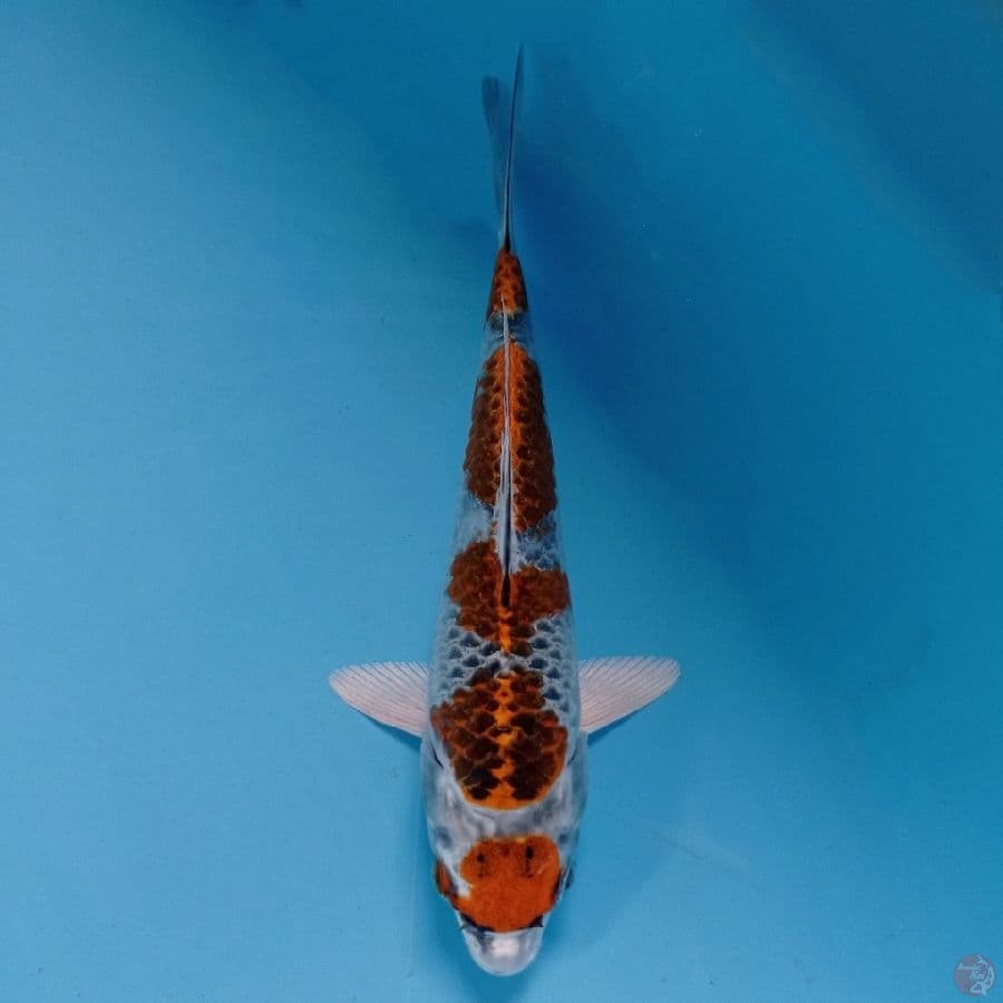 kujaku, 19 cm