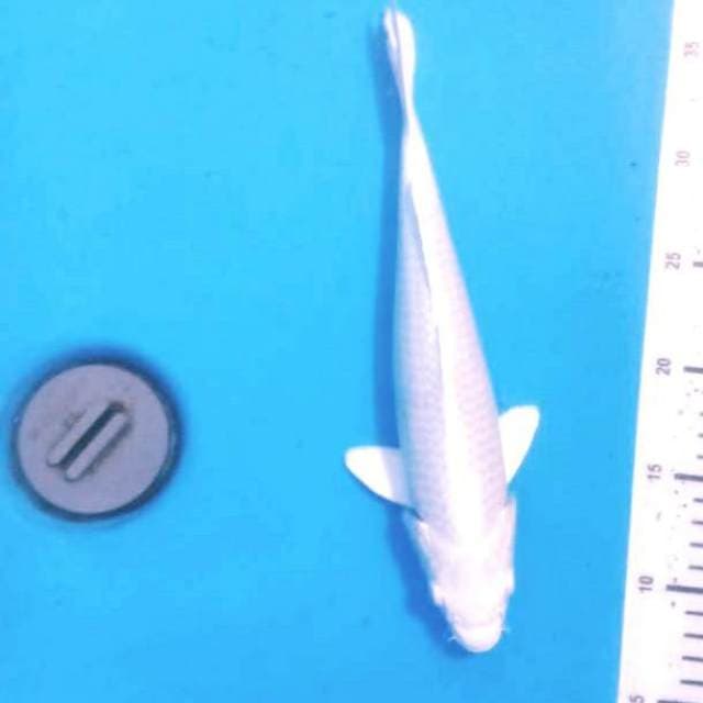 Putih salju 28cm