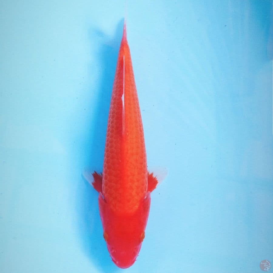 aka hajiro, 28 cm