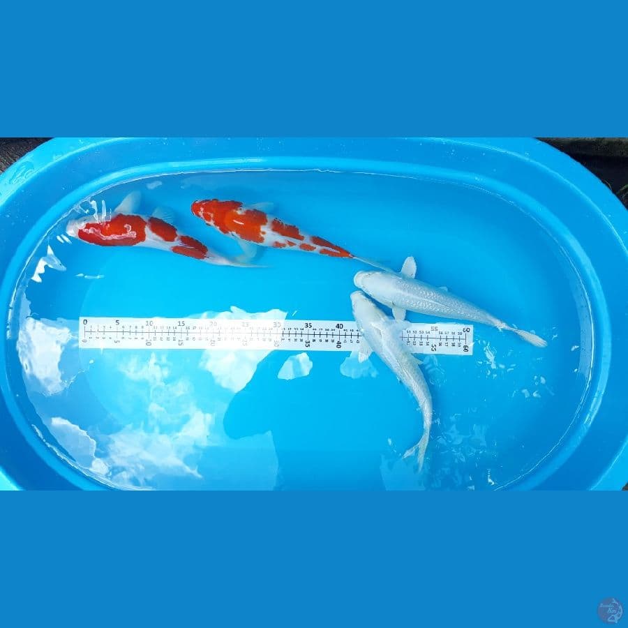 KOHAKU,PLATINUM GINRIN