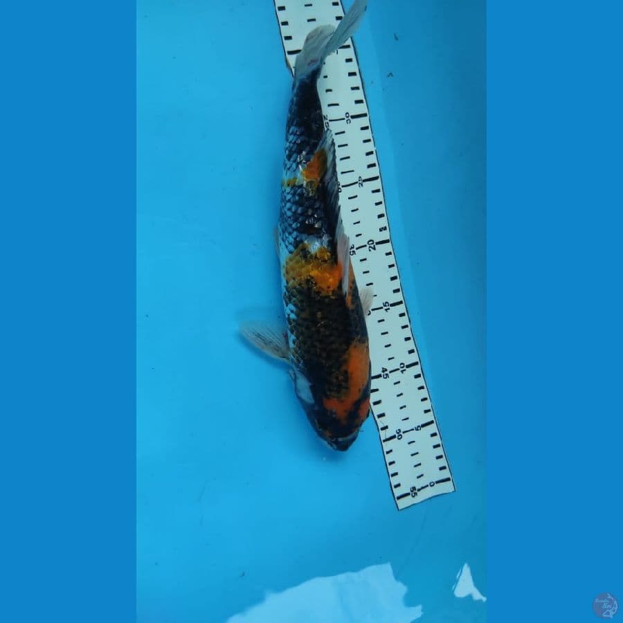 SHOWA33cm
