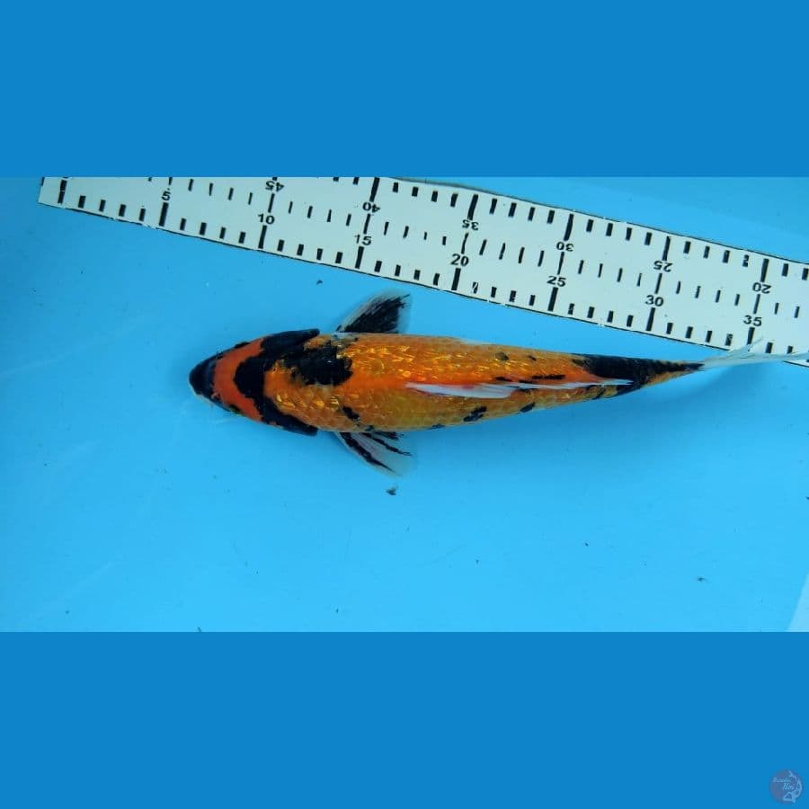 SHOWA28CM