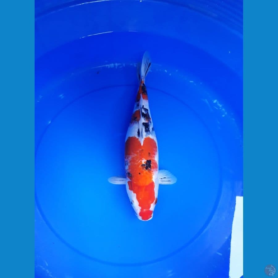 sanke 40 cm