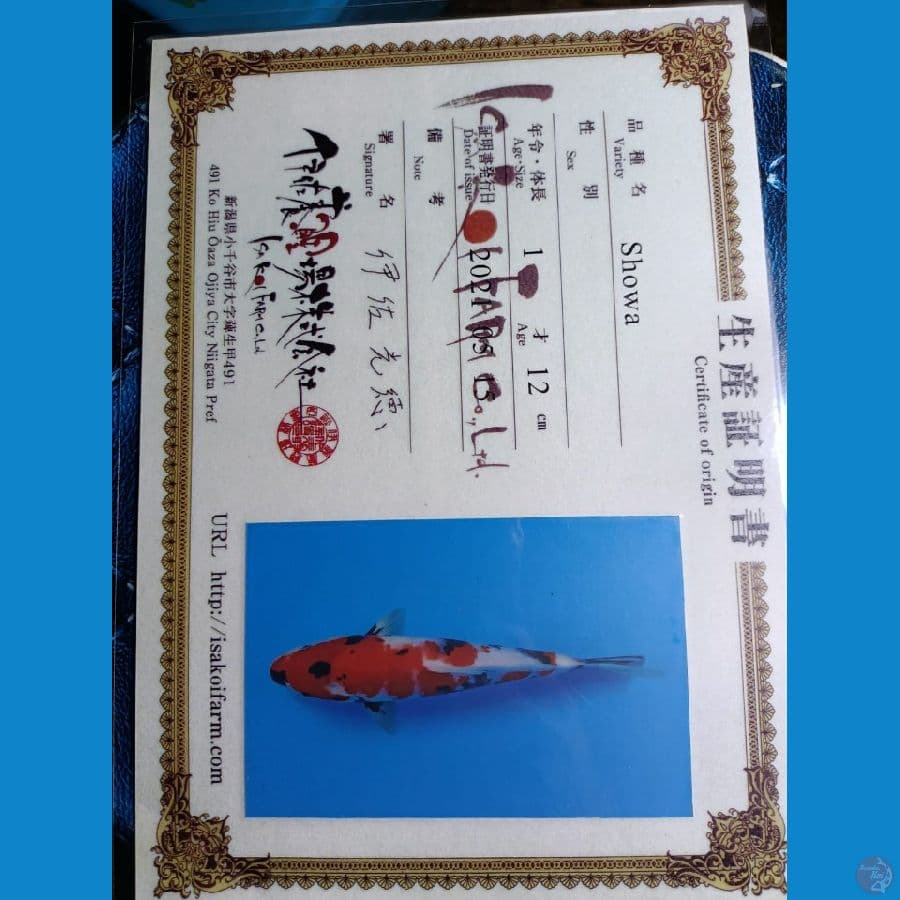 kindai showa tategoi import isa 31cm