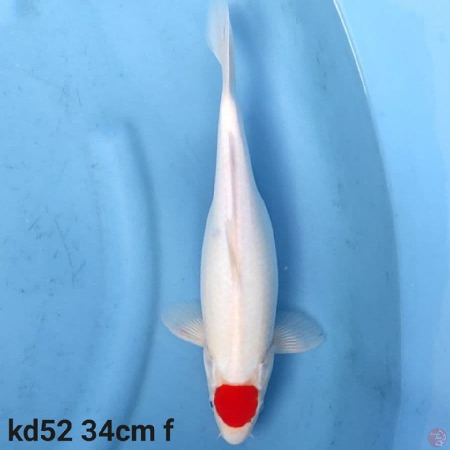 Tancho kohaku 34cm