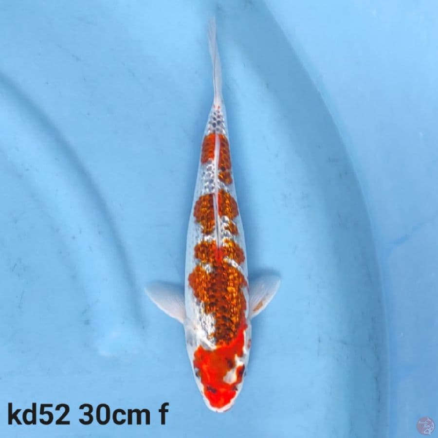 Goshiki ginrin 30cm