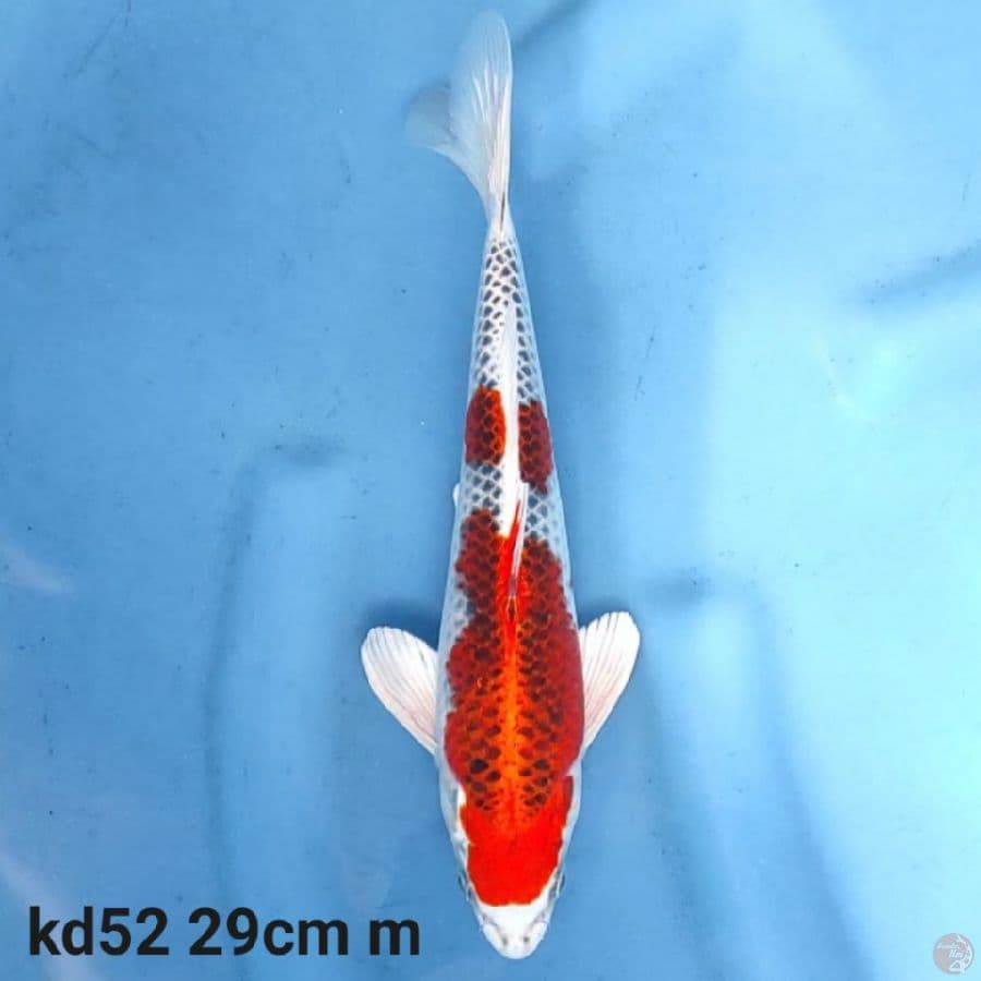 kujaku 29cm m