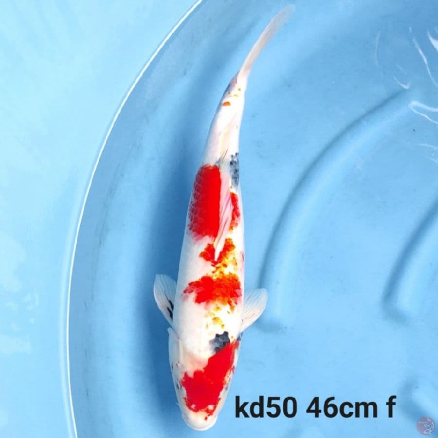 kindai showa tategoi tulang besar 46cm