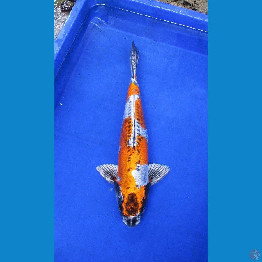 GOLDEN KIKO ±38CM