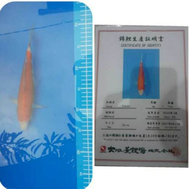 Kohaku