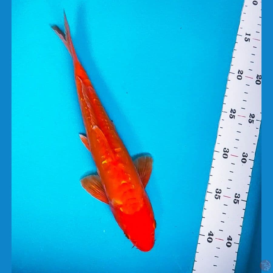 benigoi aragoke ginrin 28cm male