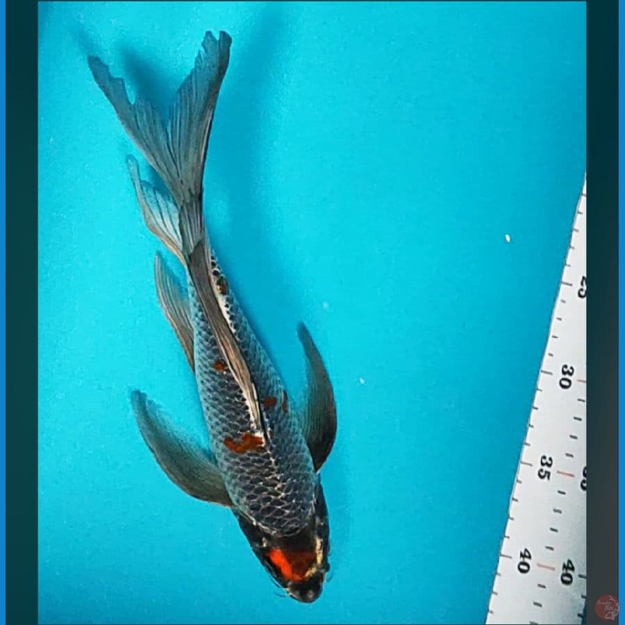 kumpay tancho kawari strong 30cm male