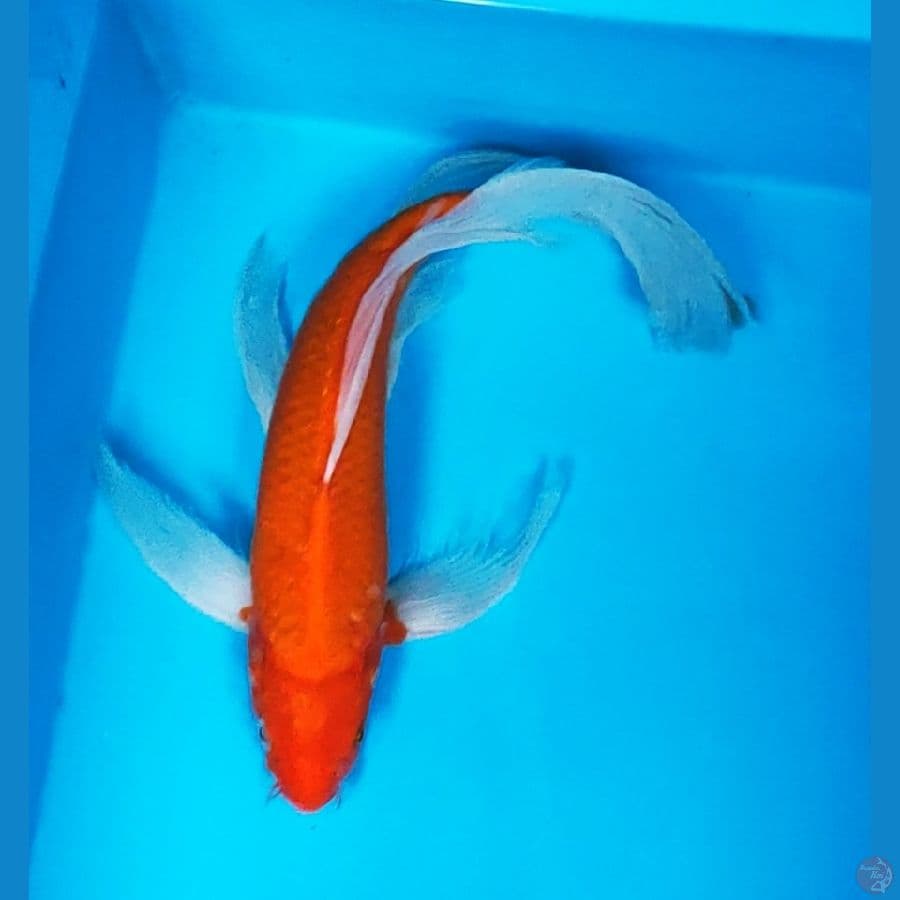 kumpay kohaku 37cm male
