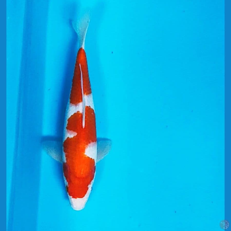 kohaku jos 26cm male