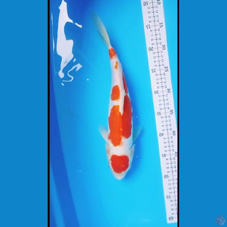Kohaku Doitsu 35cm