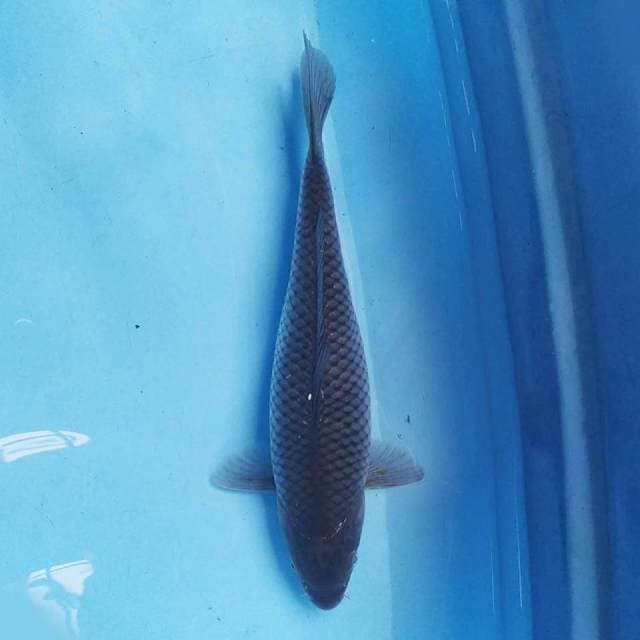 Soragoi 27 cm