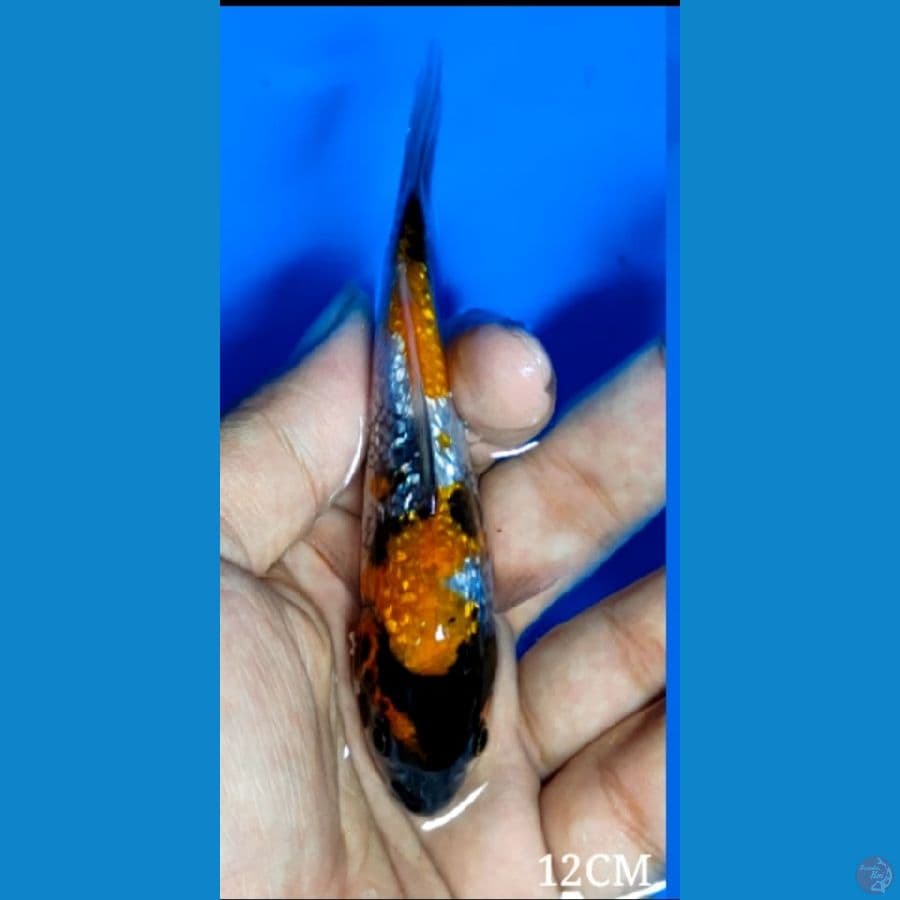 SHOWA GINDRIN SQ 12 Cm