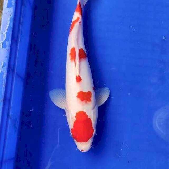 Kohaku 32cm