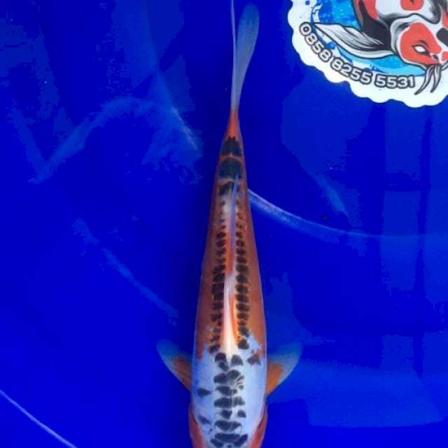 Shusui 25cm