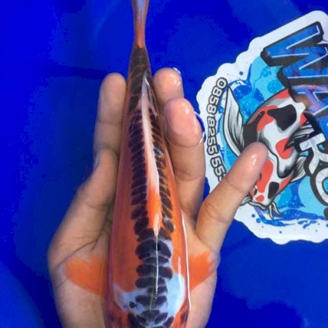 Shusui 21cm