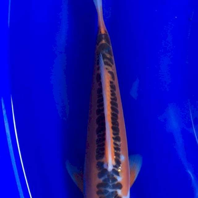 Shusui 25cm