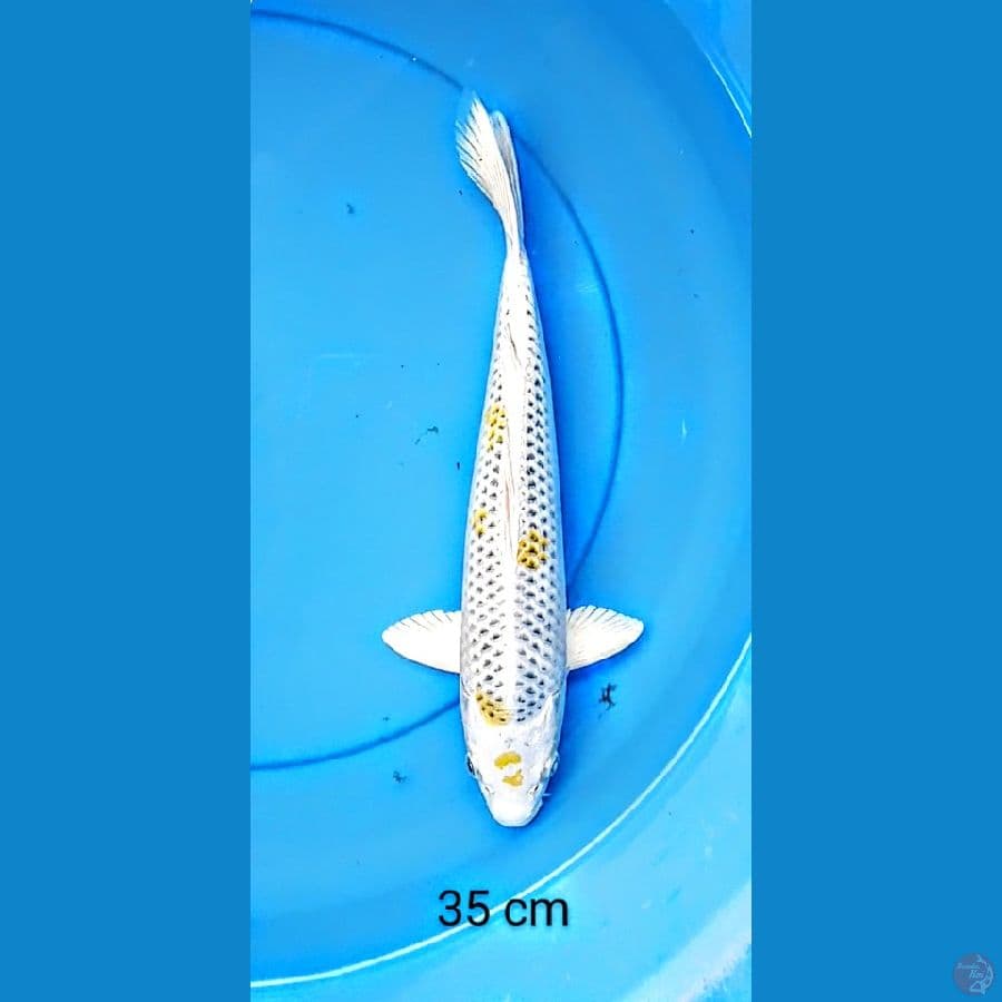 kujaku 35 cm