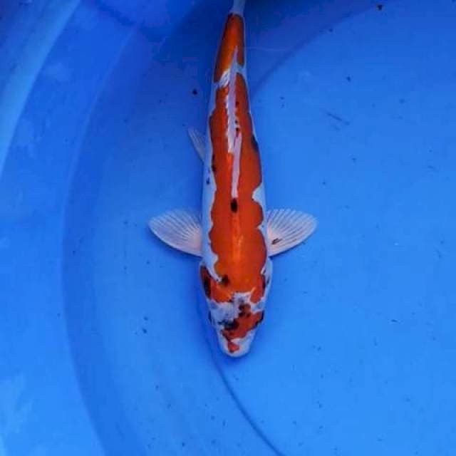 Kikokuryu 28 cm