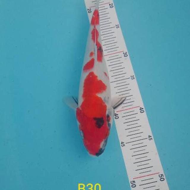 Jont 10~ Kindai showa Betina 30cm