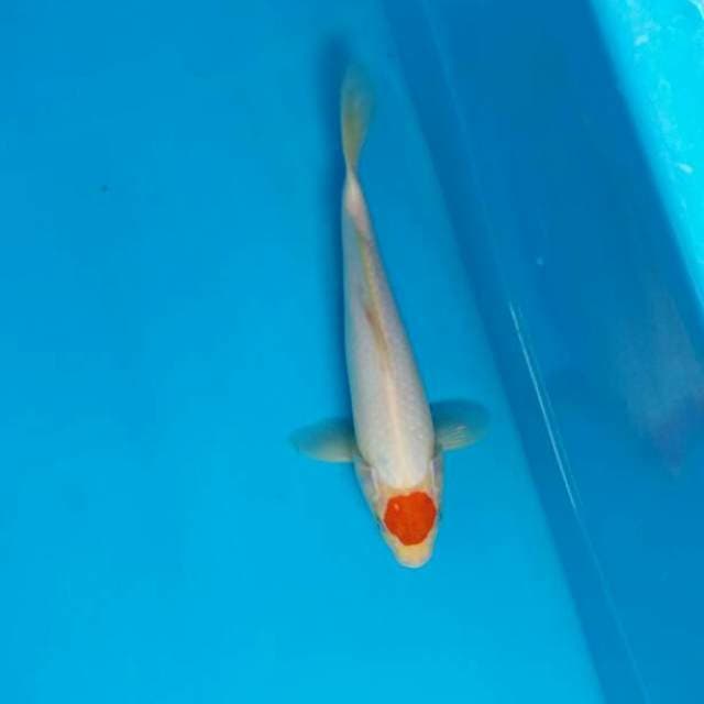 Tanco kohaku ory