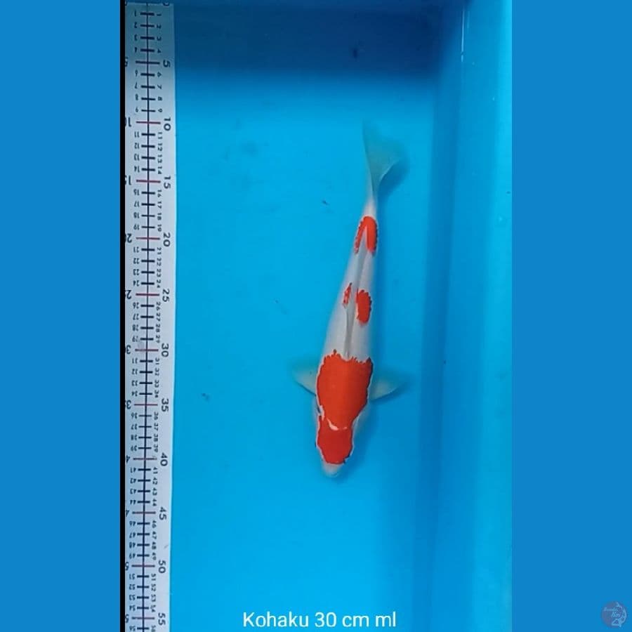 Lelang Kohaku