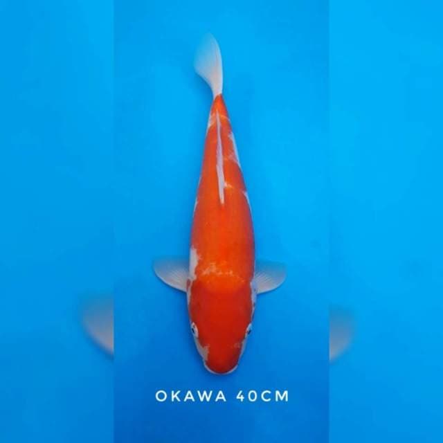 Kohaku okawa import