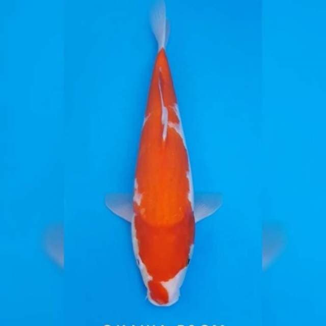 Kohaku okawa import