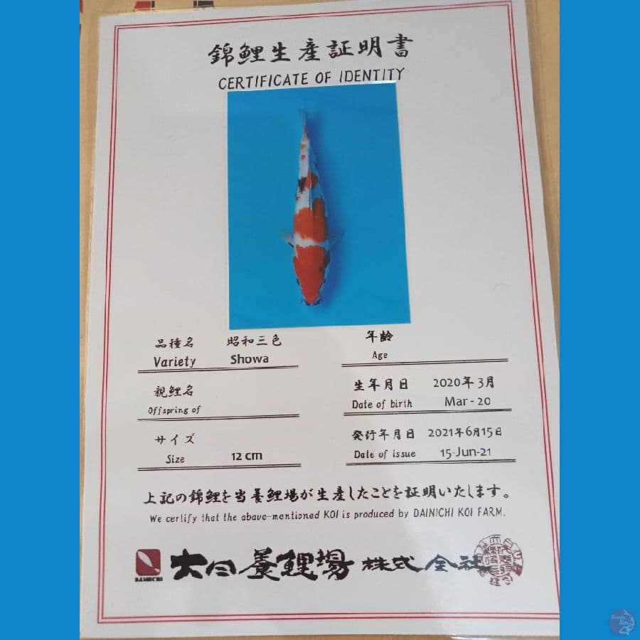 kindai showa import