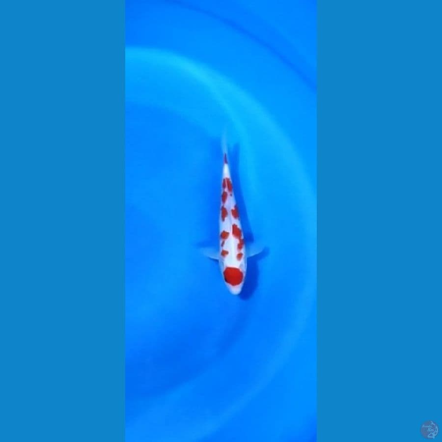 maruten kohaku HQ