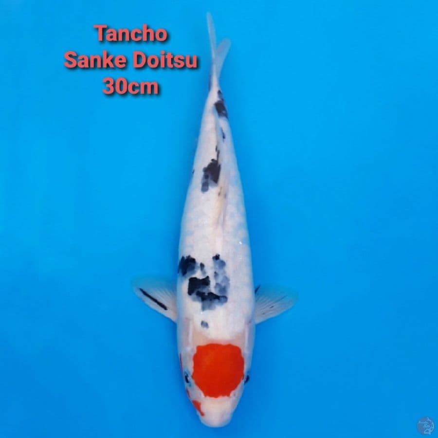 Tancho Sanke Aragoke 30cm