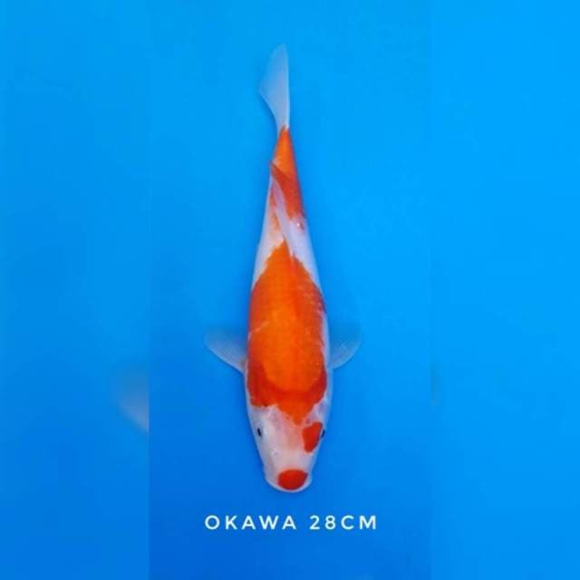 Kohaku okawa import