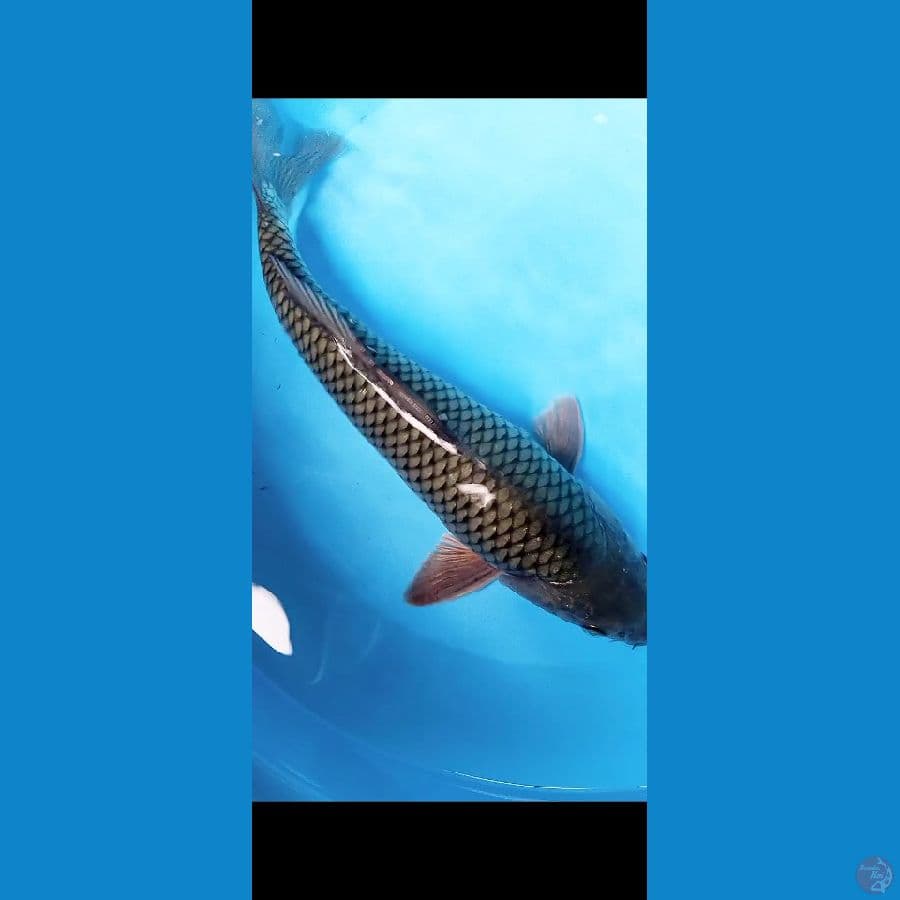 SORAGOI RING RAPI 37 CM MALE