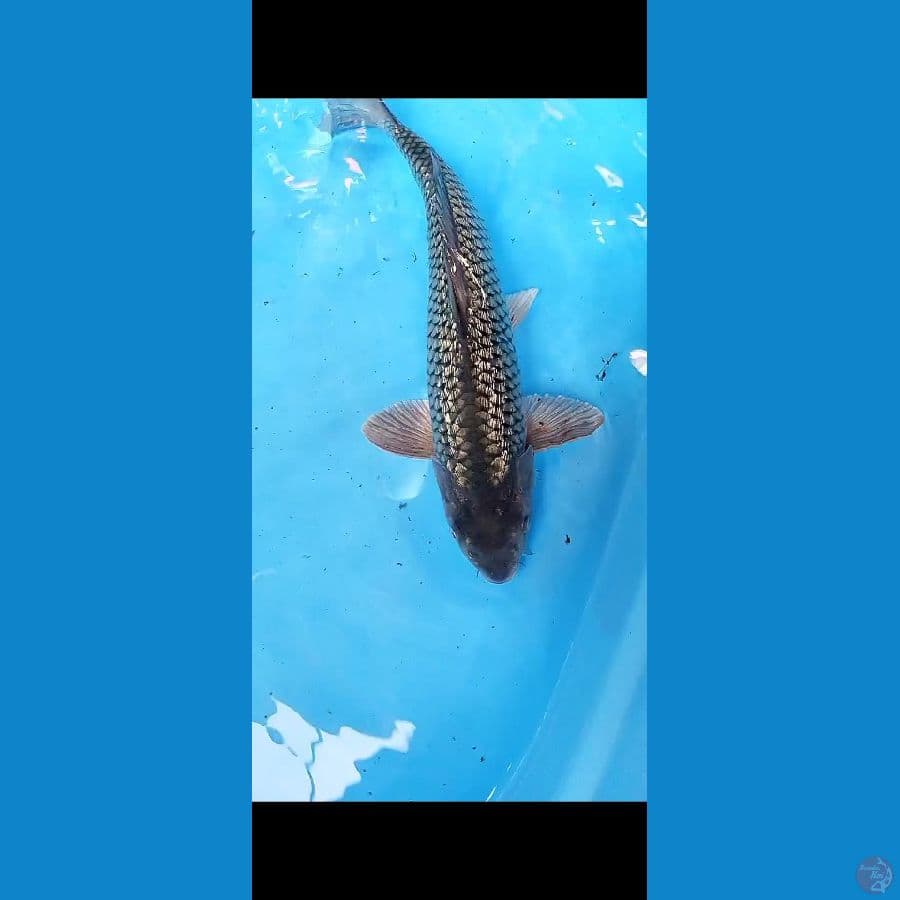 BLACK DIAMOND MALE 40 CM