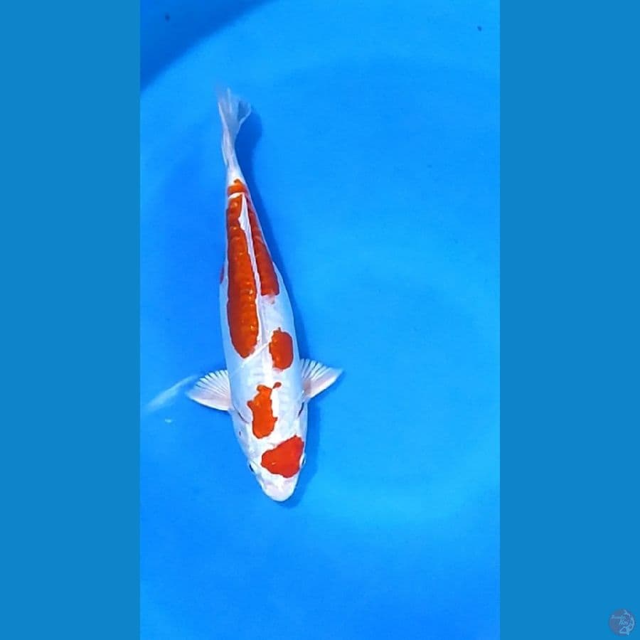 maruten Kikusui