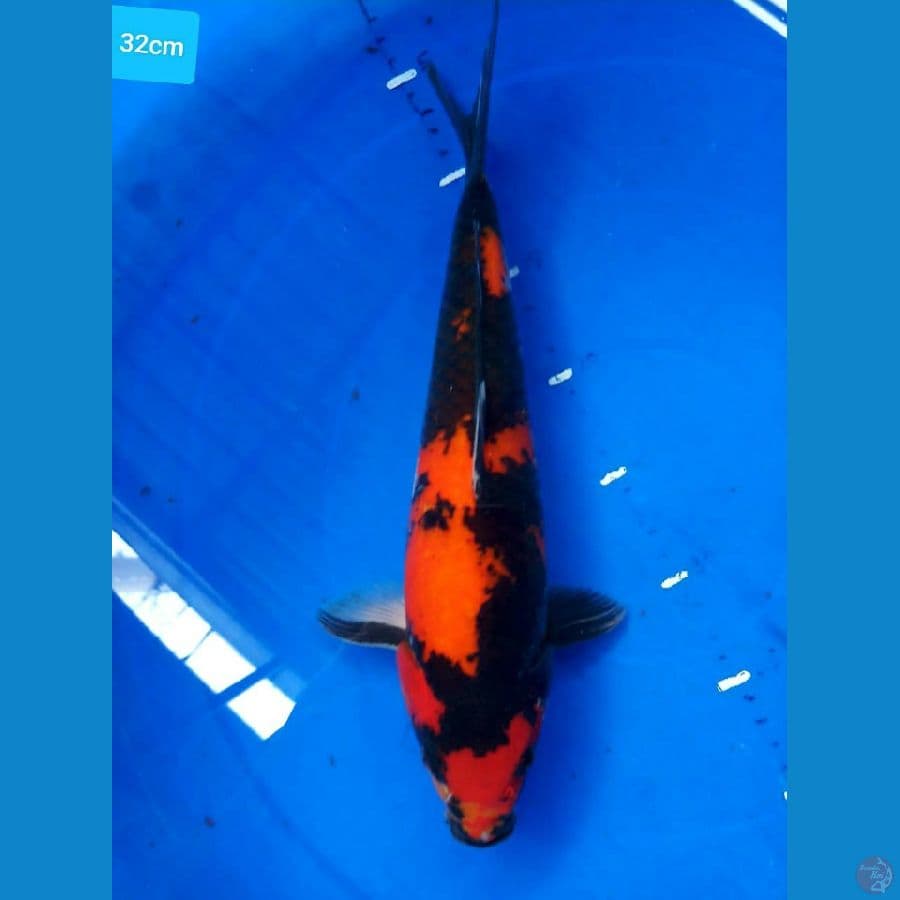 hi utsuri 32 cm merah