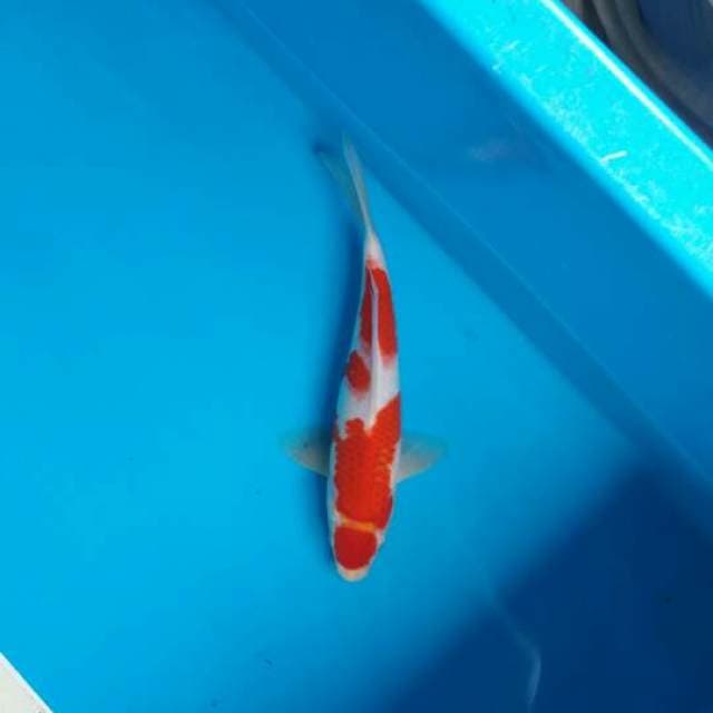 Kohaku