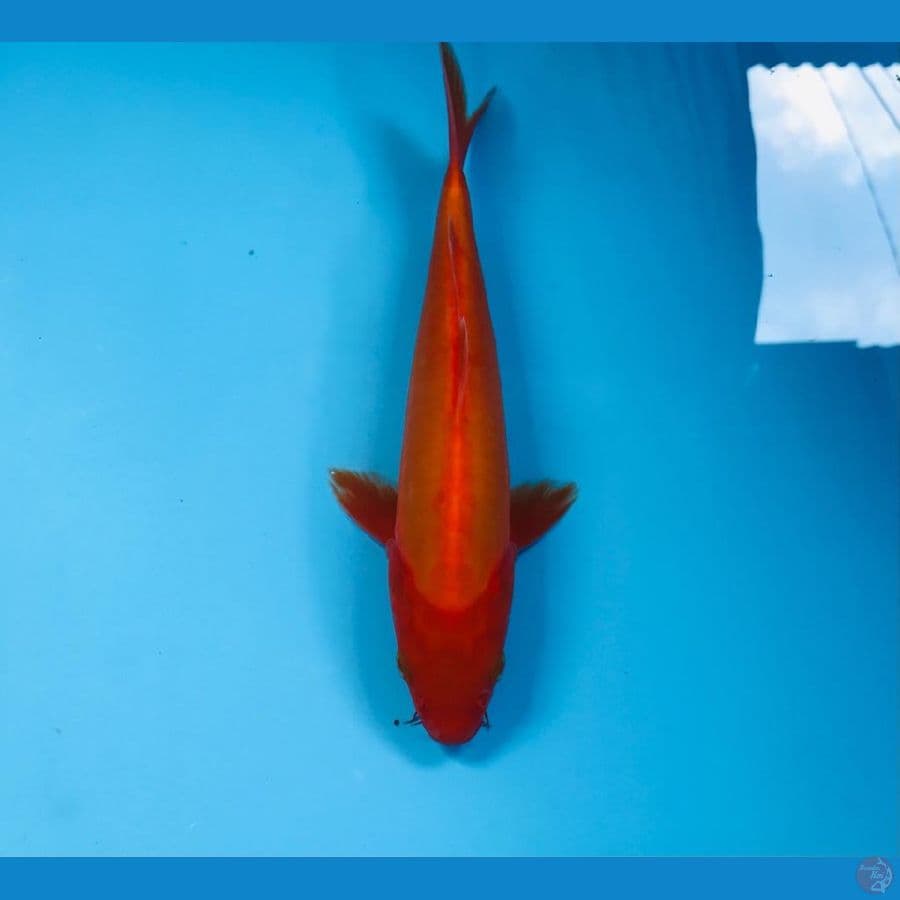 benigoi doitsu, 20 cm