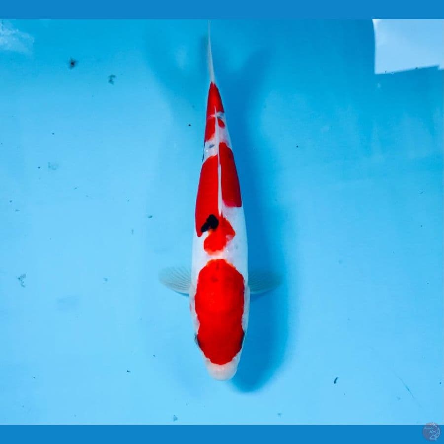 sanke doitsu, 22 cm
