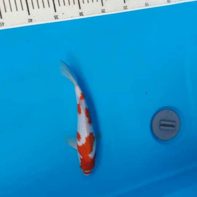 Kohaku
