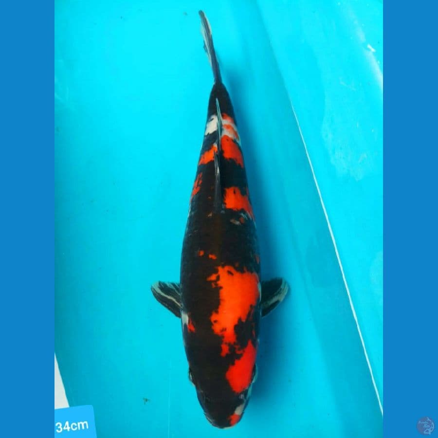 showa 34 cm merah darah