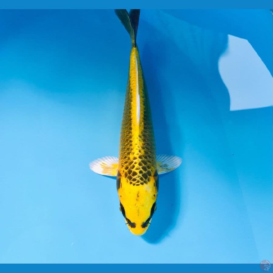 mukashi, 22 cm